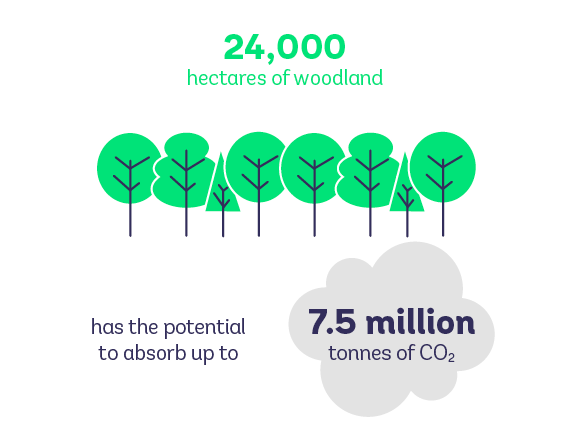 Trees absorb CO2