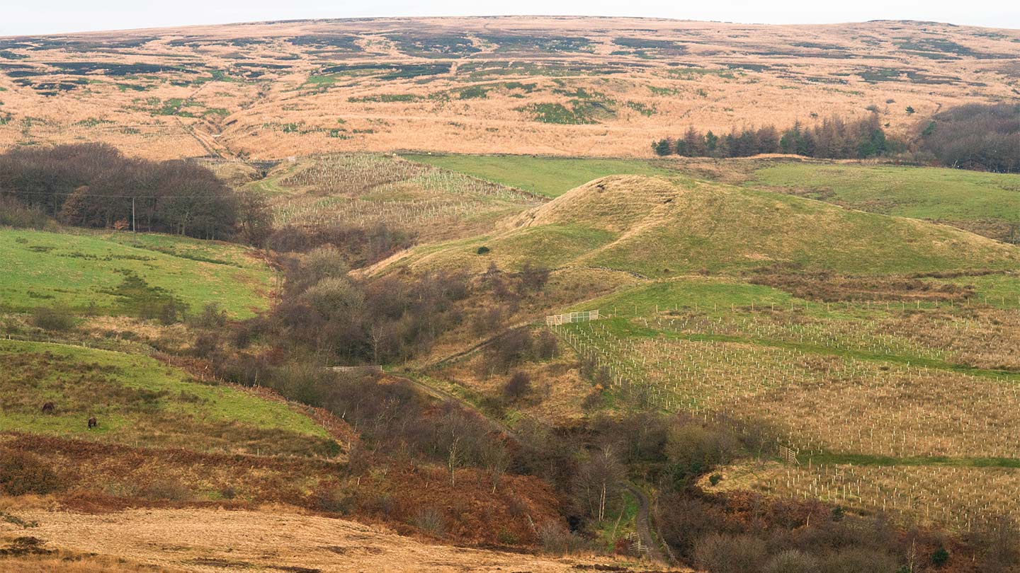 Planting on a landscape scale