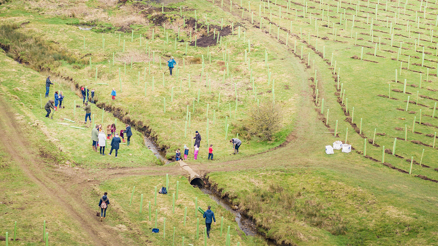 Aerial view of tree planting