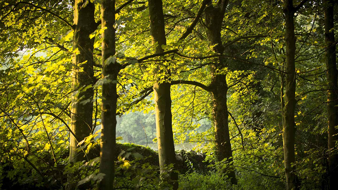 Maximising potential of the planning system to increase tree cover