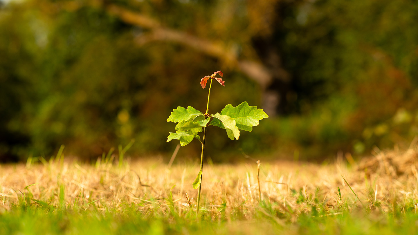 Oak sapling growing in open field.
