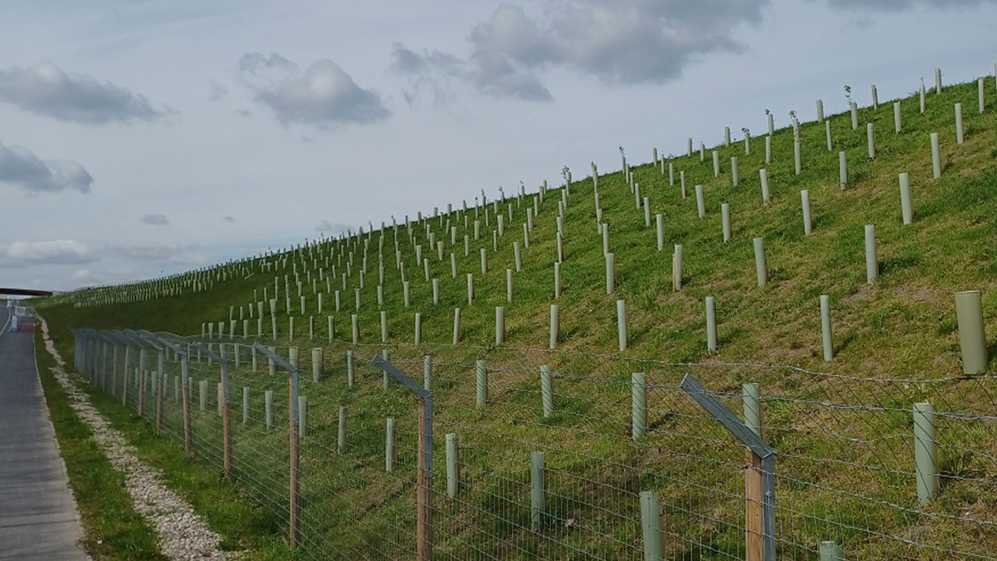 Tree guards lining grassy bank alongside road.
