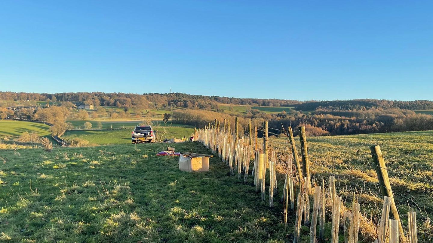 New hedgerow trees planted alongside fence in field.