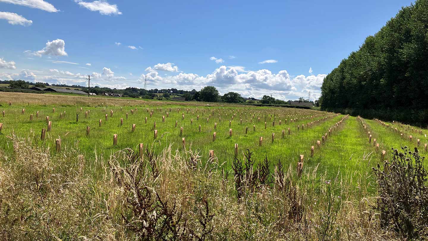 Field with rows of tree guards beneath blue sky.