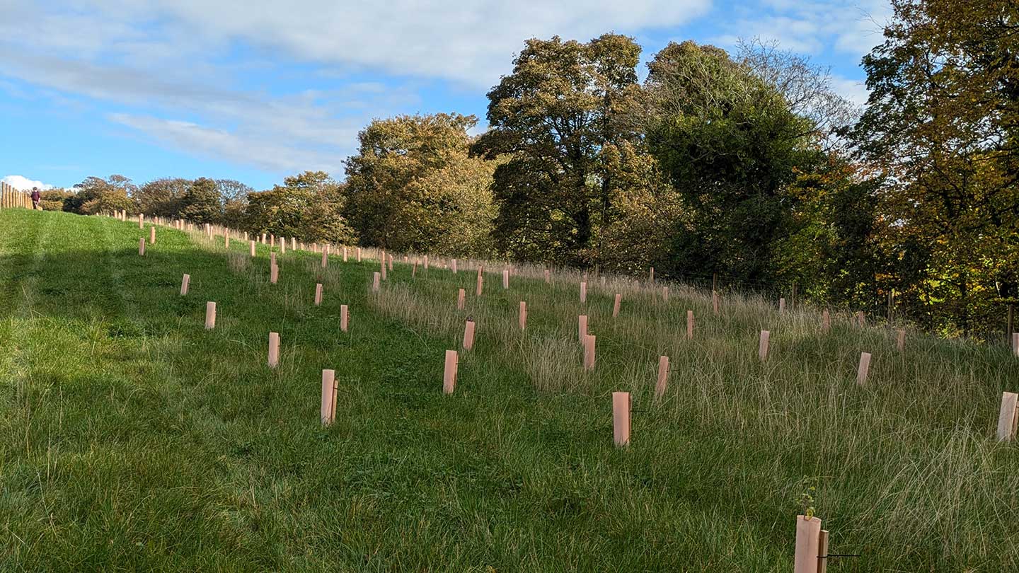 Newly-planted trees in field.