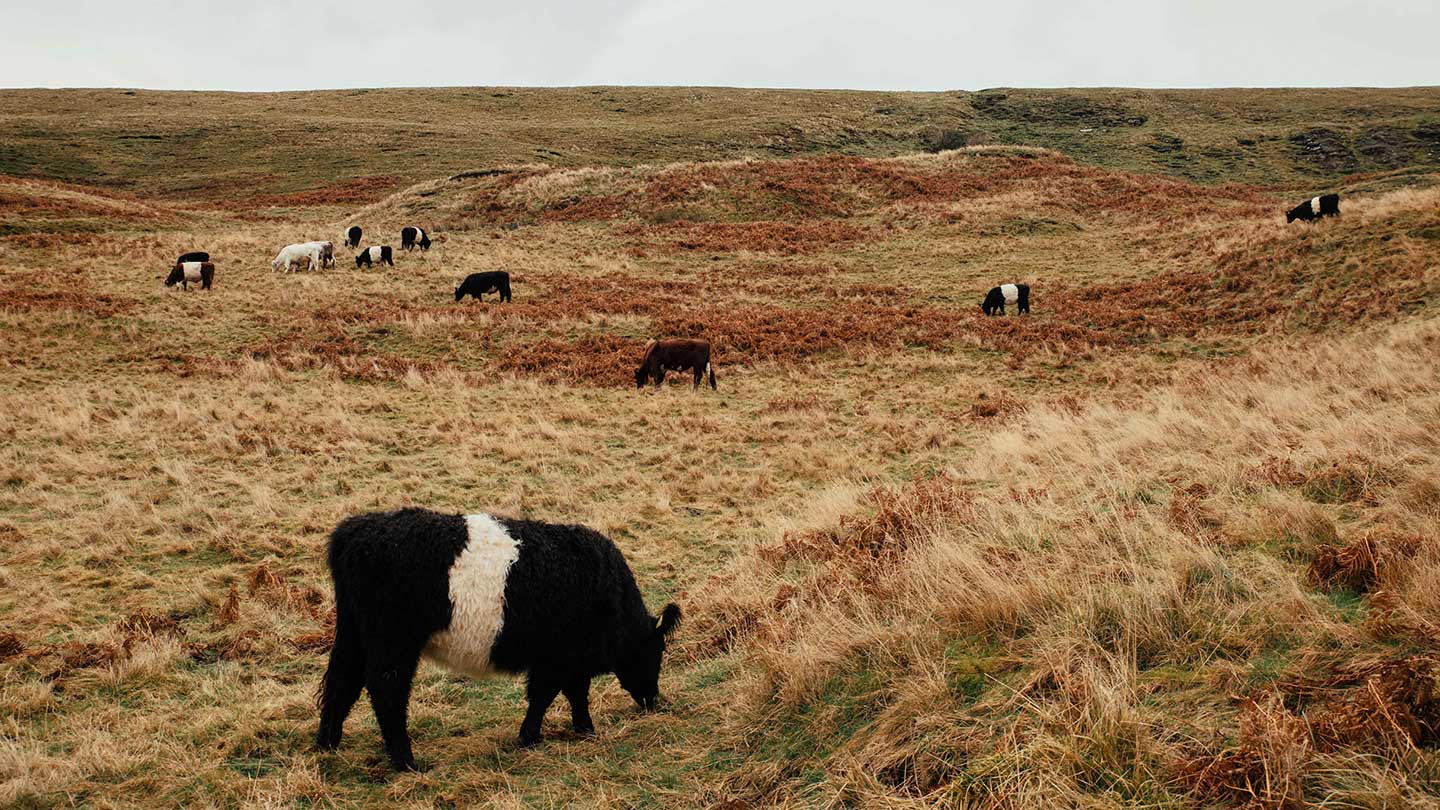 Cattle grazing on open moorland.
