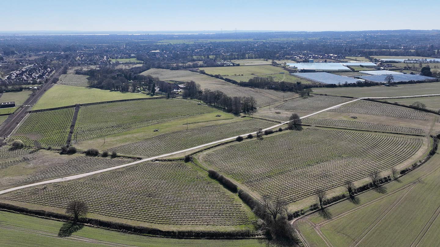 Drone image of open fields with newly-planted trees.
